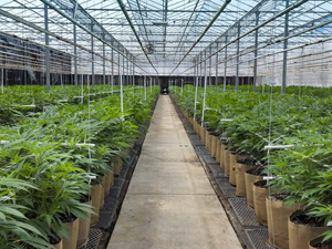 Cannabis Production Begins