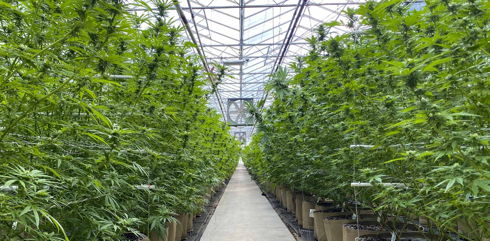 Agawa-Cultivation | We Grow For Fully Integrated Companies